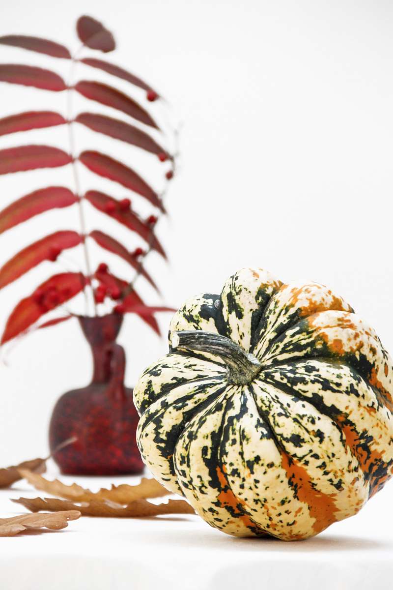 plant squash near brown leaves gourd