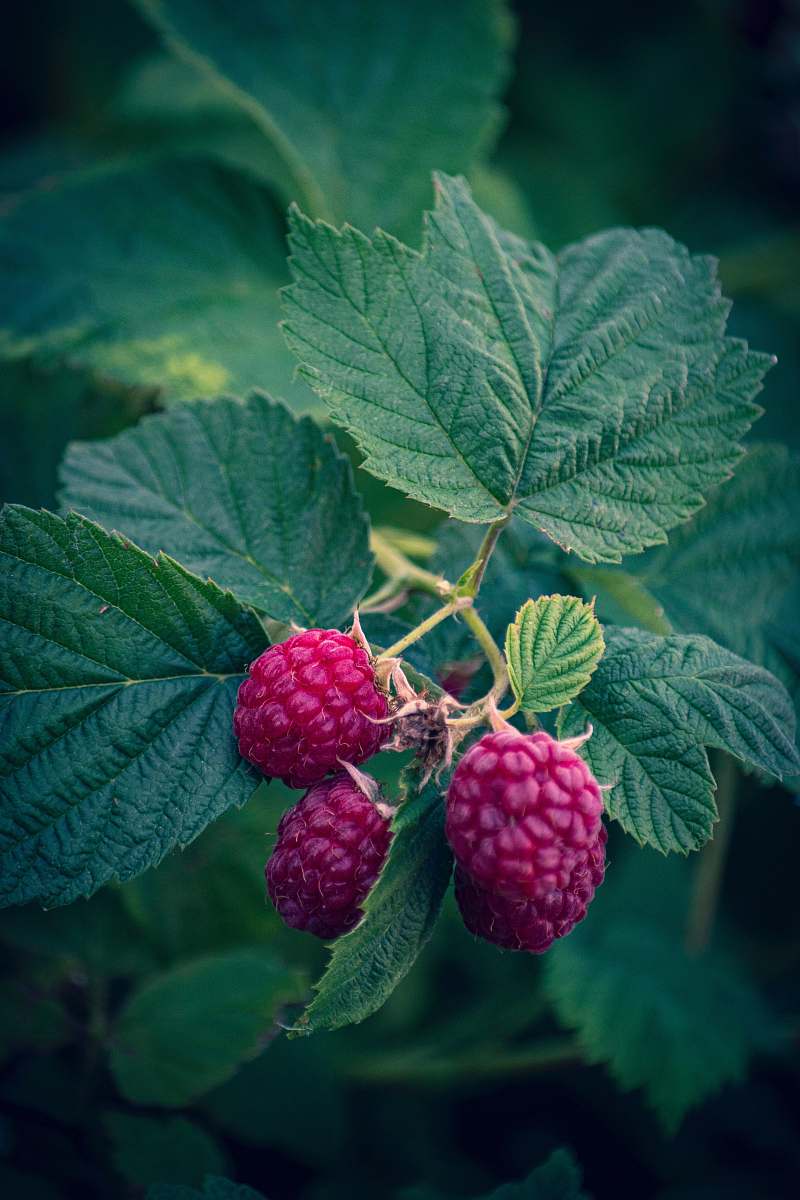 fruit three hot-pink fruits raspberry