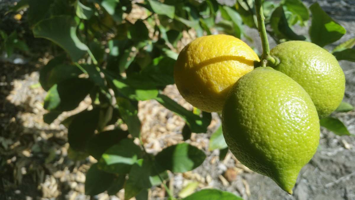 fruit three orange fruits citrus fruit