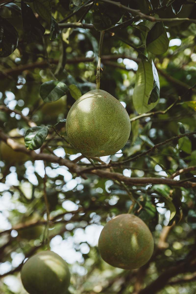 fruit three round green fruit citrus fruit