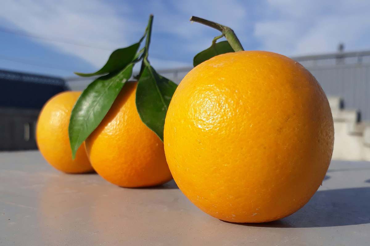 orange three round orange fruits on gray table citrus fruit