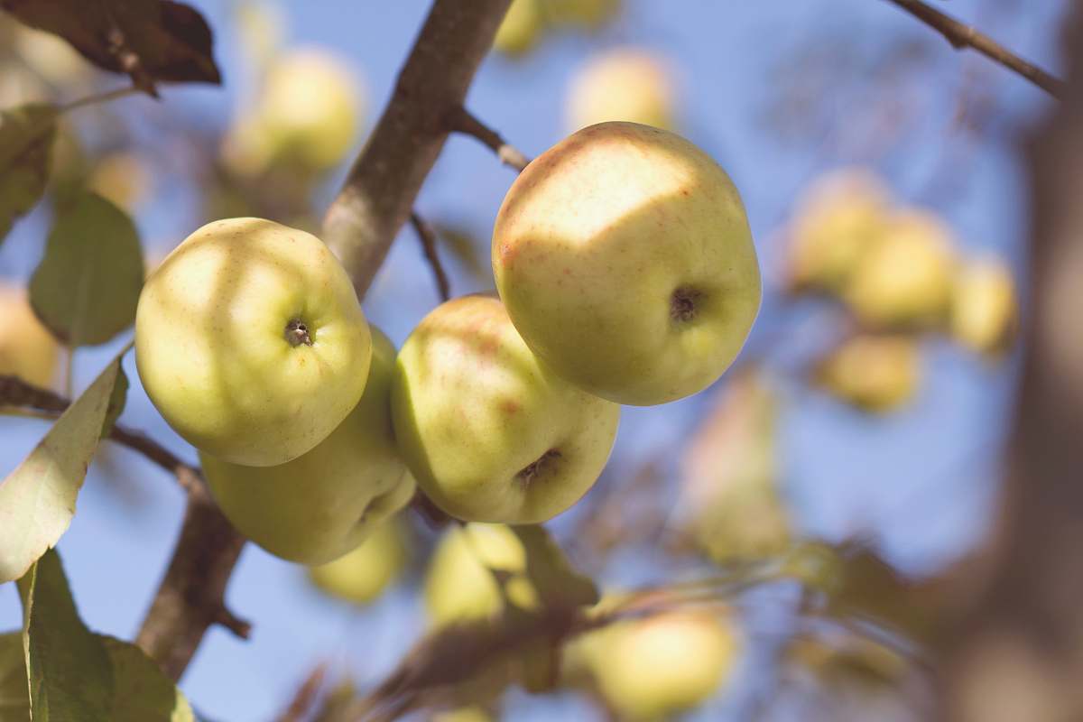 fruit tilt-lens granny smith apples