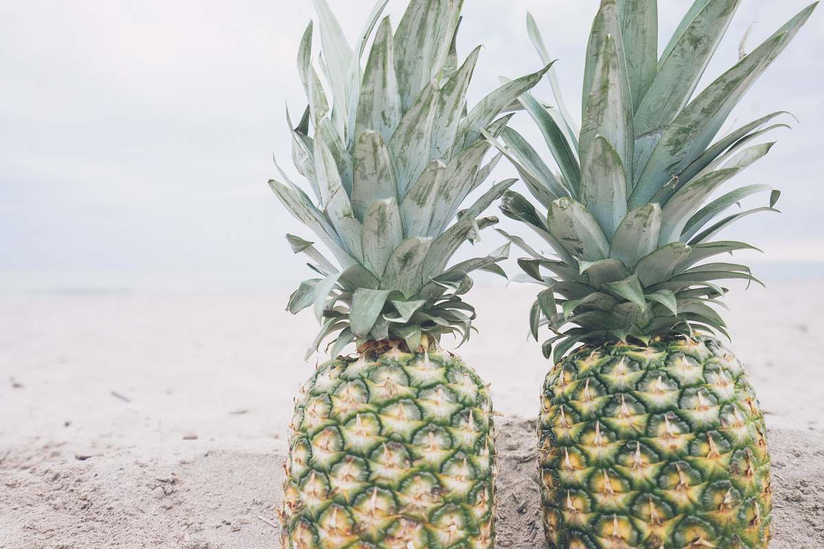 fruit two pineapple fruits pineapple