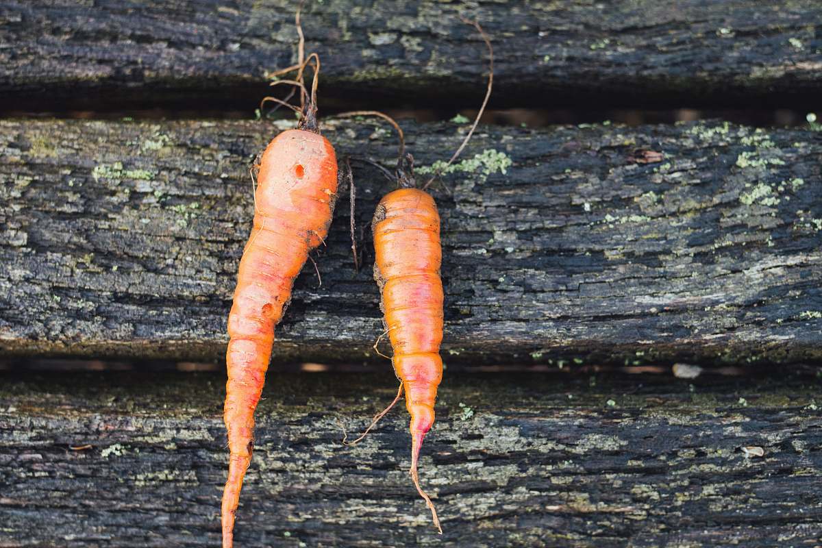 vegetable two red carrots carrot