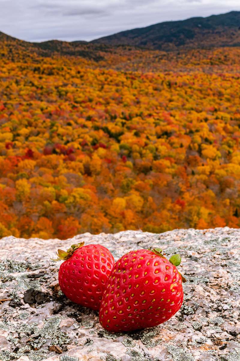 fruit two red strawberries plant