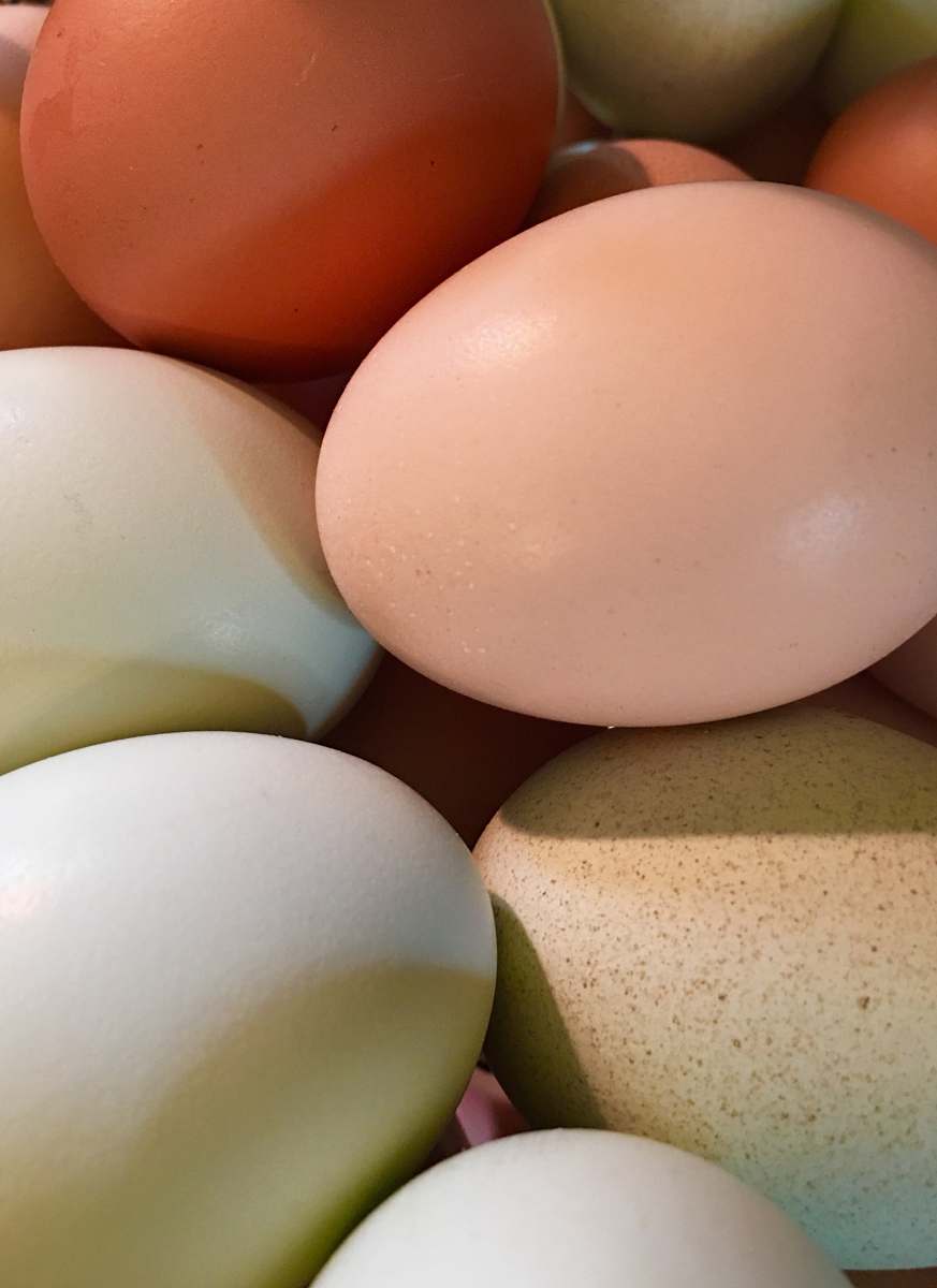 egg white and chicken eggs easter egg