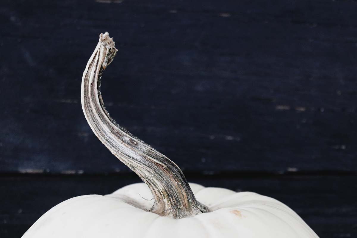 vegetable white pumpkin pumpkin