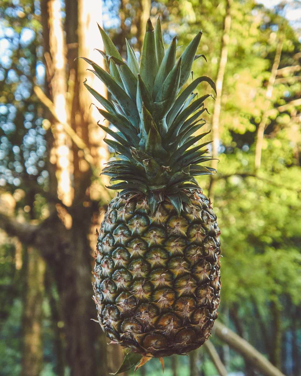 fruit yellow and green pineapple fruit pineapple