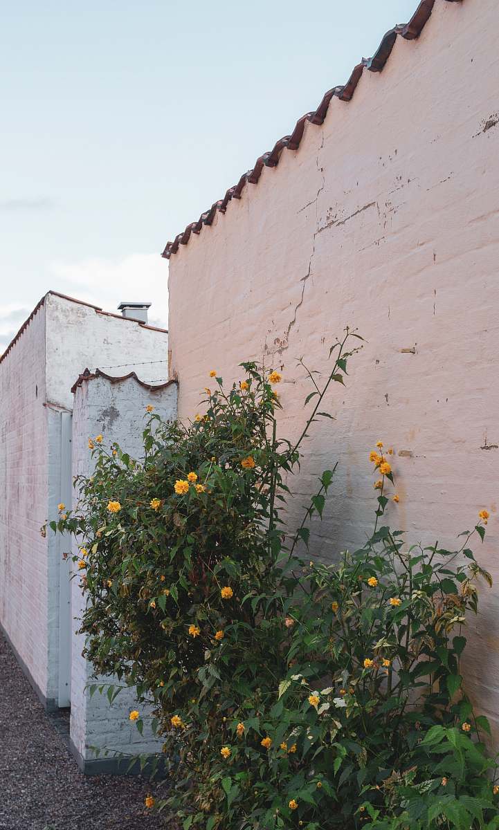plant yellow flowers fruit