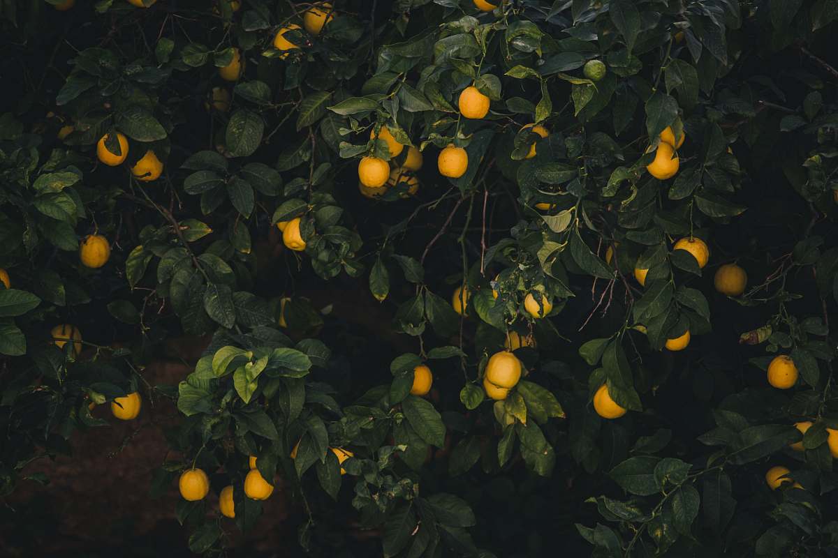 plant yellow fruits on tree fruit