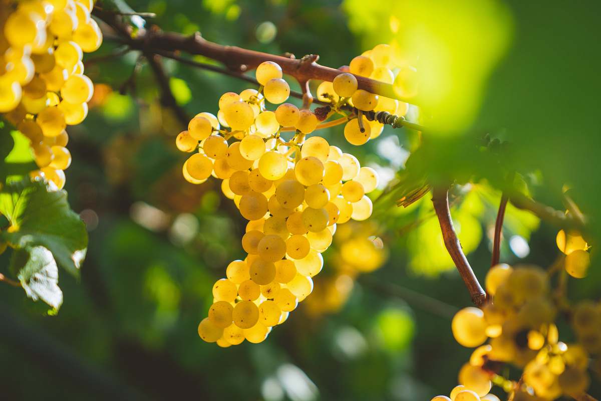 plant yellow grapes fruits fruit