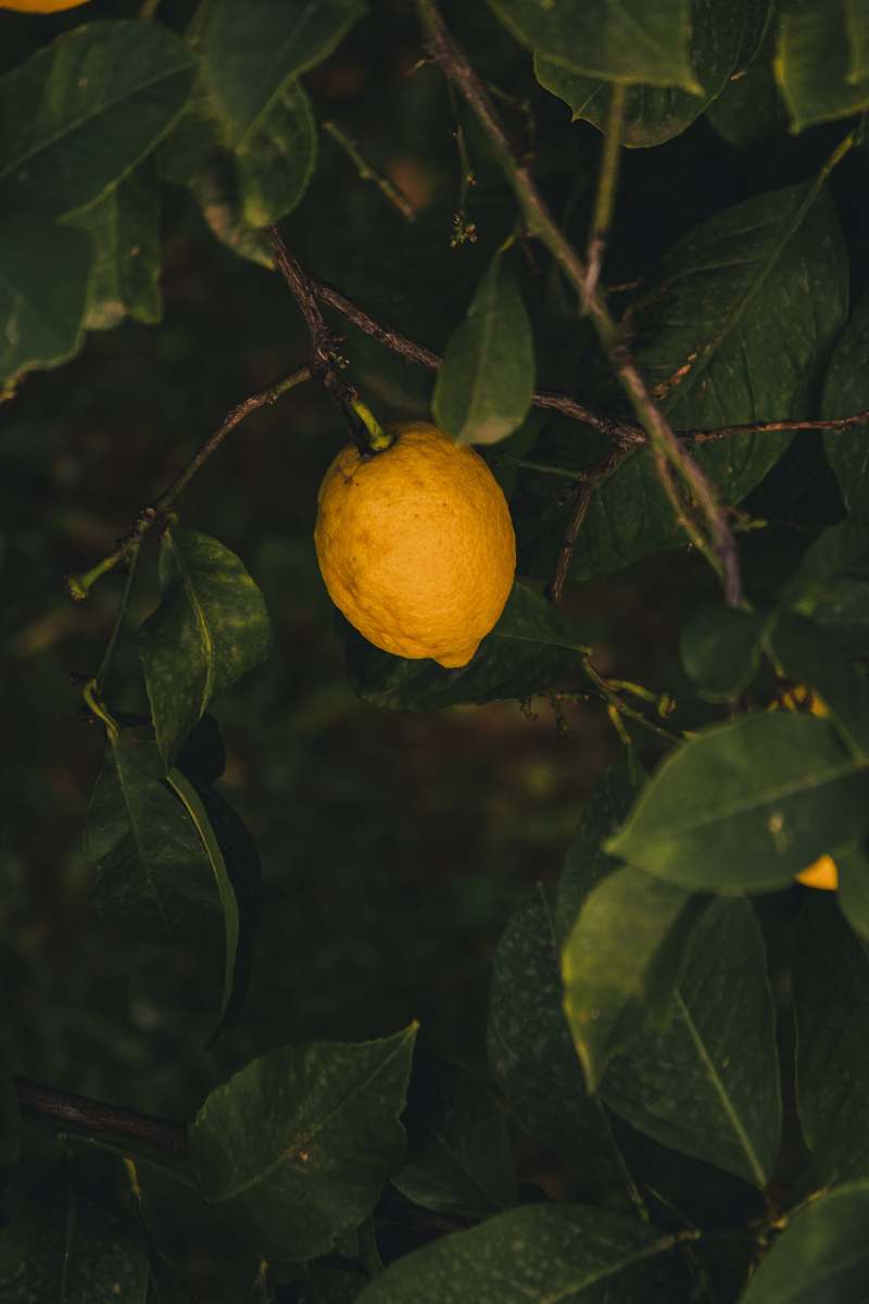 fruit yellow lemon plant citrus fruit