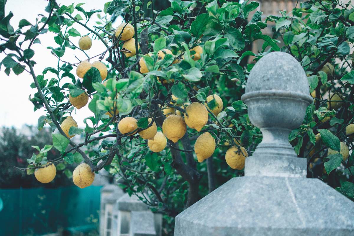 fruit yellow lemon tree citrus fruit