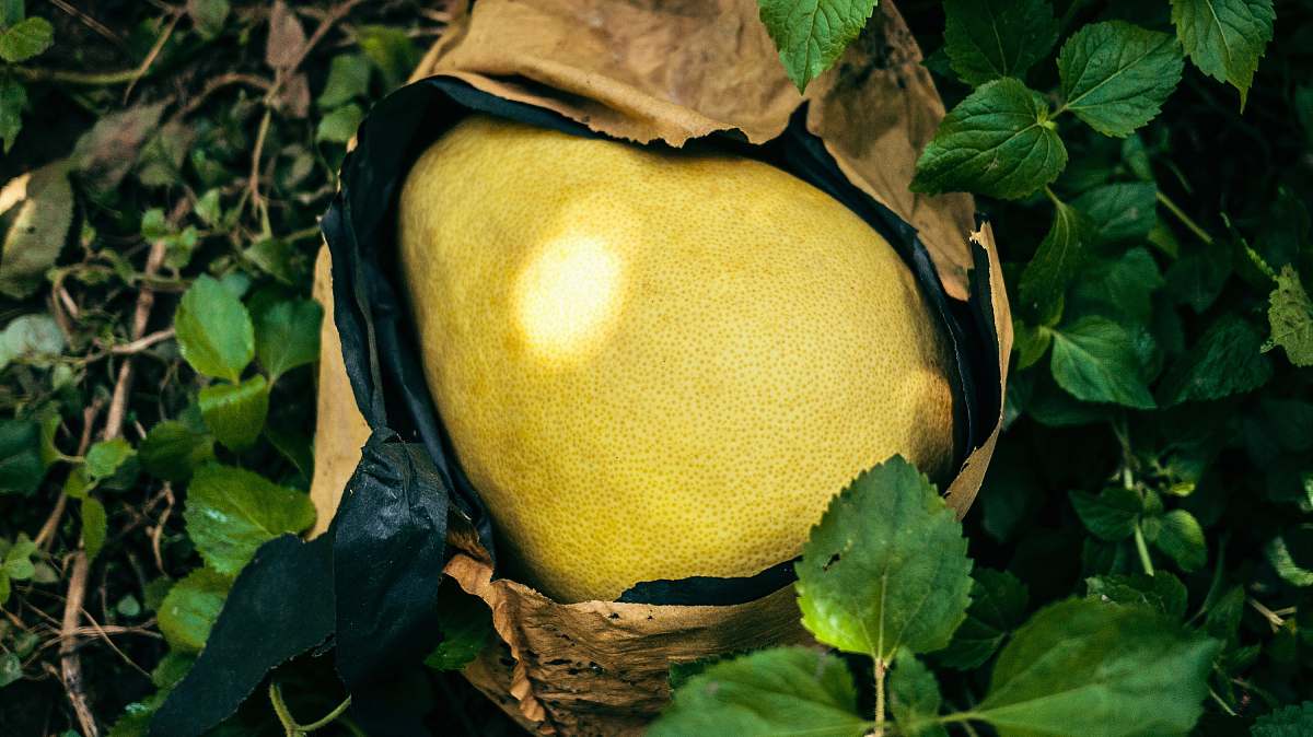 plant yellow pear fruit on green grass citrus fruit