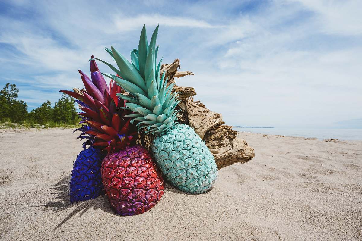 pineapple assorted-color pineappls plant