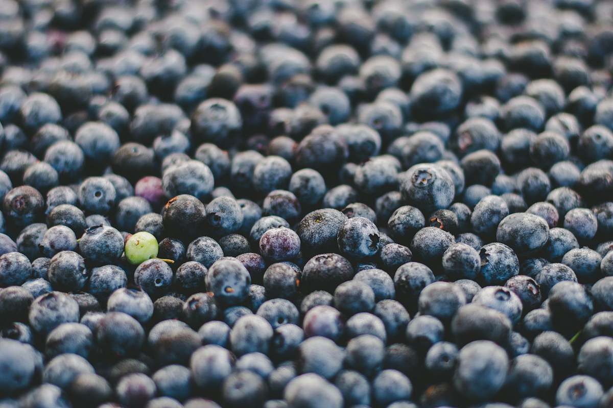 food bunch of blueberries blueberry
