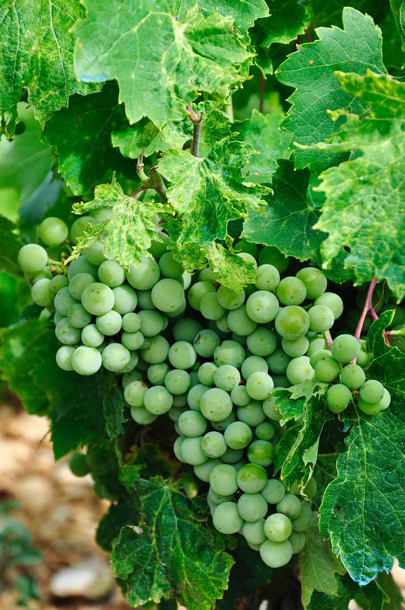 plant green grapes grapes