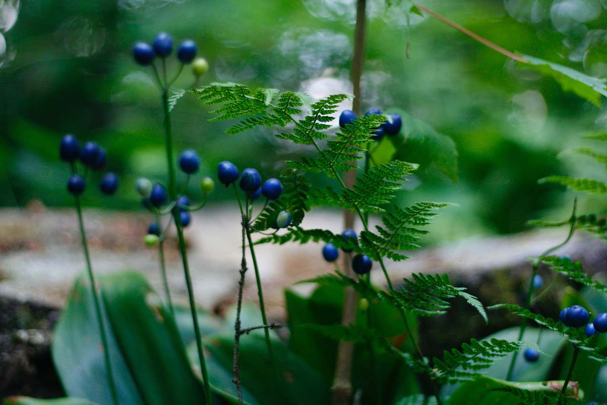 blueberry green-leafed plant with blue fruits food