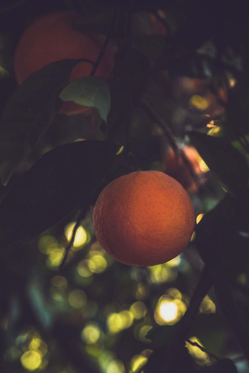 food orange fruit citrus fruit
