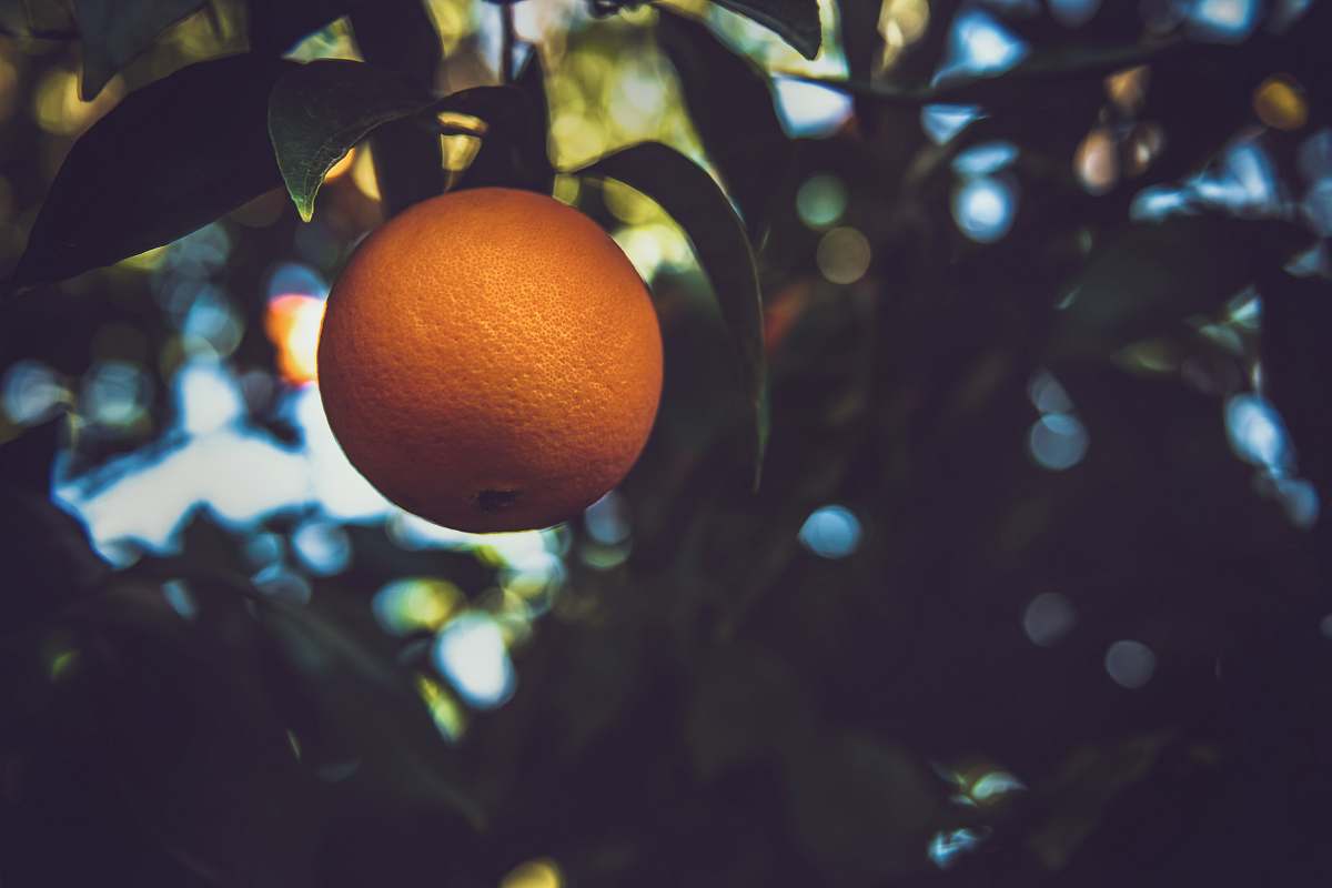 food orange fruit on tree orange