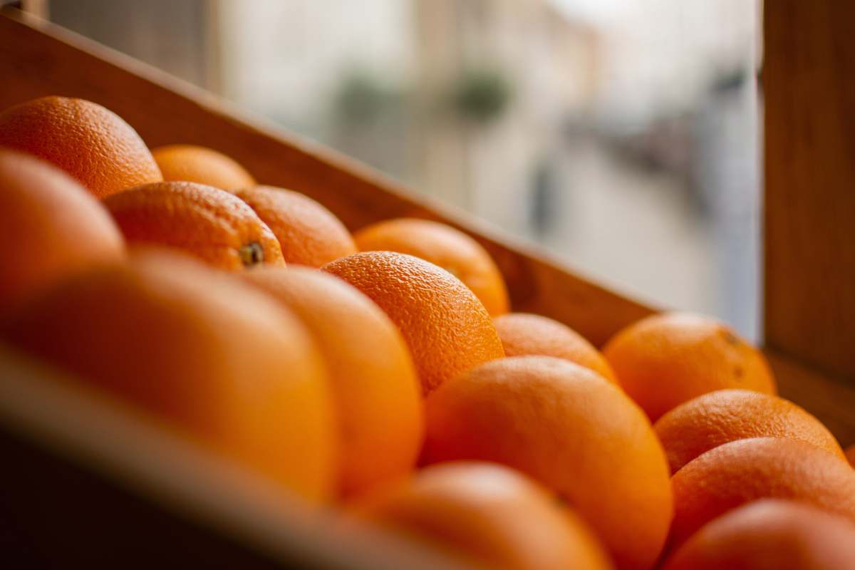 plant orange fruits in container citrus fruit