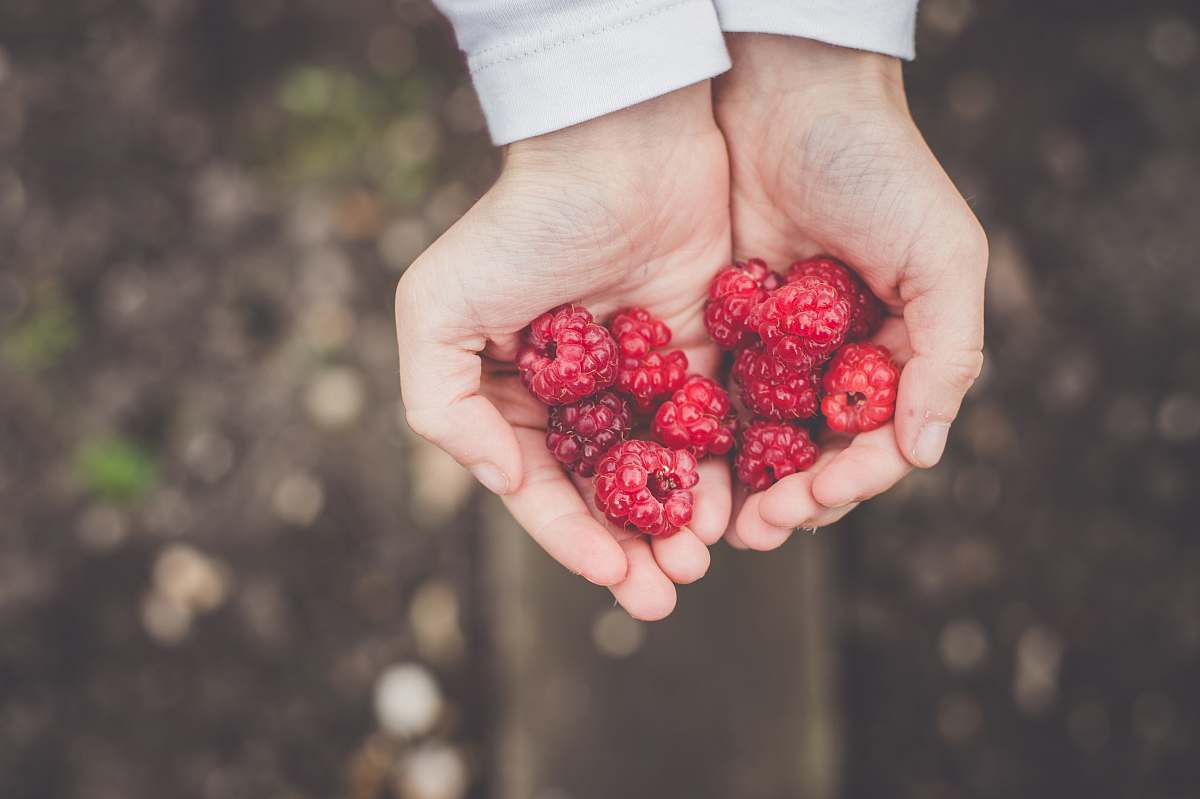 berries person holding cranberries hands