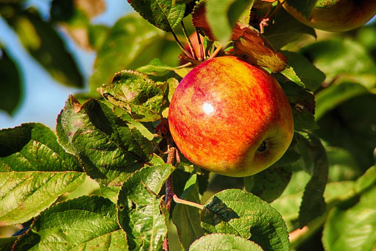 apple photo of red apple plant