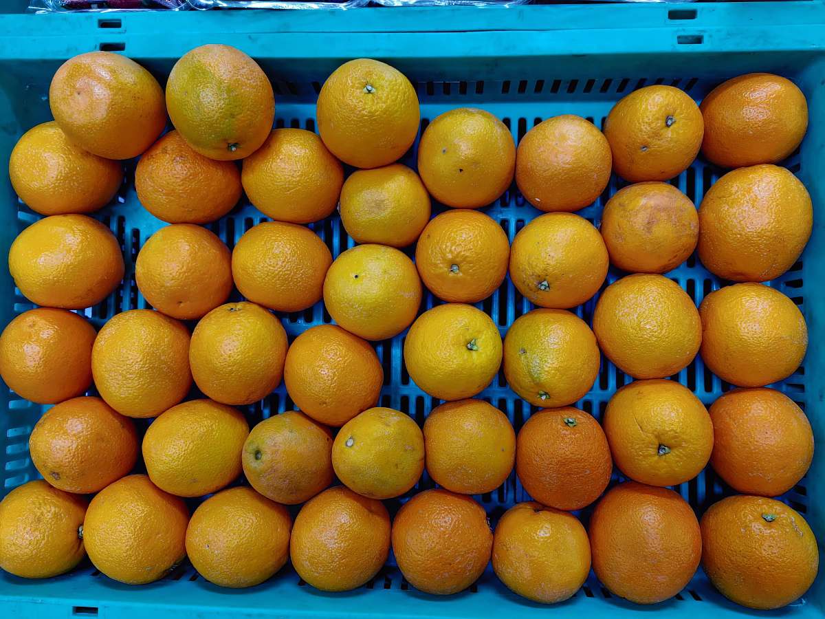 food pile of orange fruits inside blue plastic crate citrus fruit