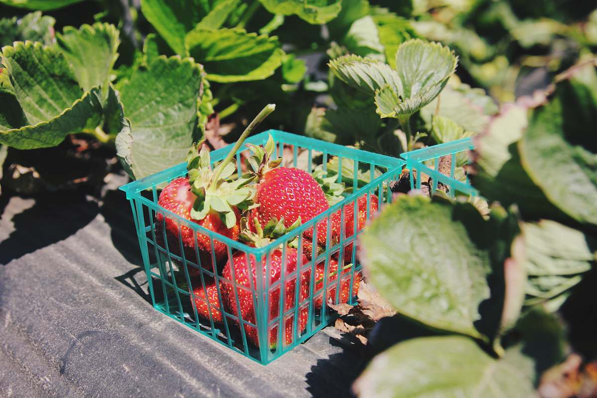 plant pile of strawberries inside blue plastic container strawberry