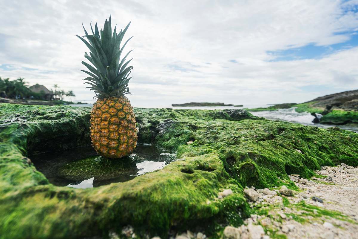 food pineapple fruit pineapple