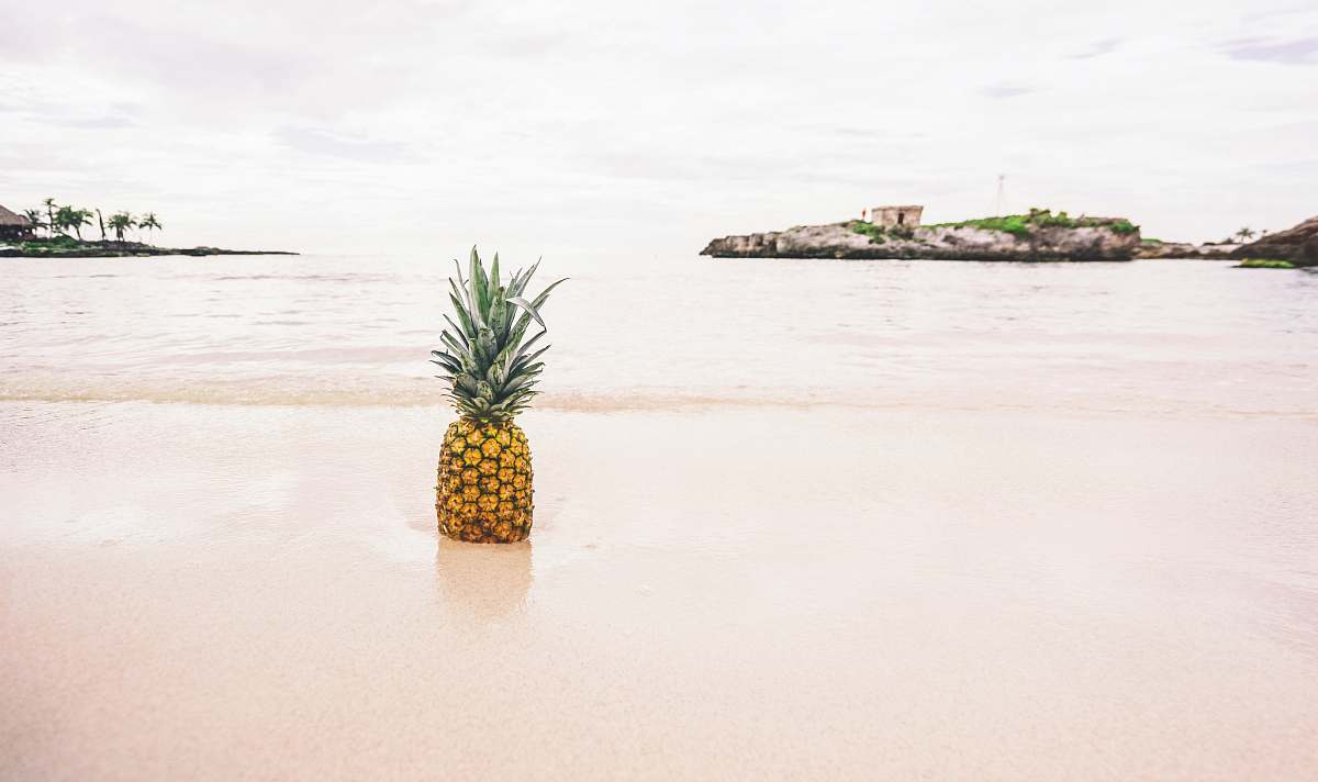 pineapple pineapple on the seashore photography plant
