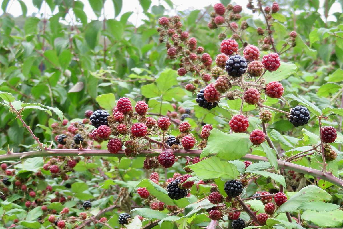 food red and black grapes plant