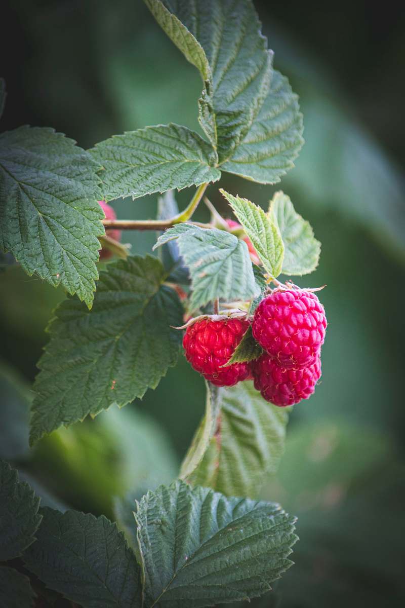 food red fruit plant close-up photography plant