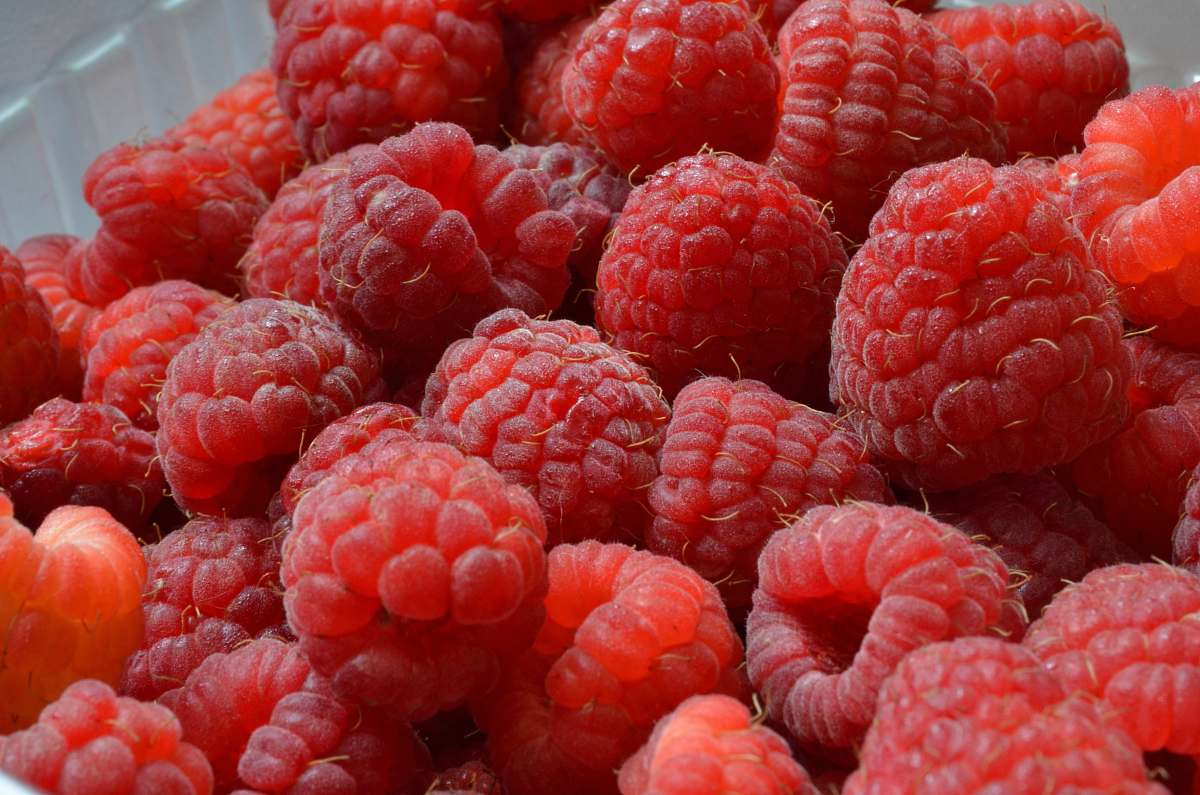 raspberry red raspberries plant