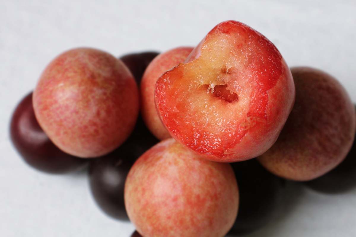 plant round red fruits apple