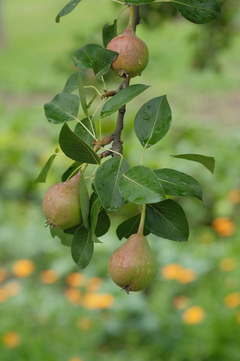 food selective focus photo of round green fruits plant