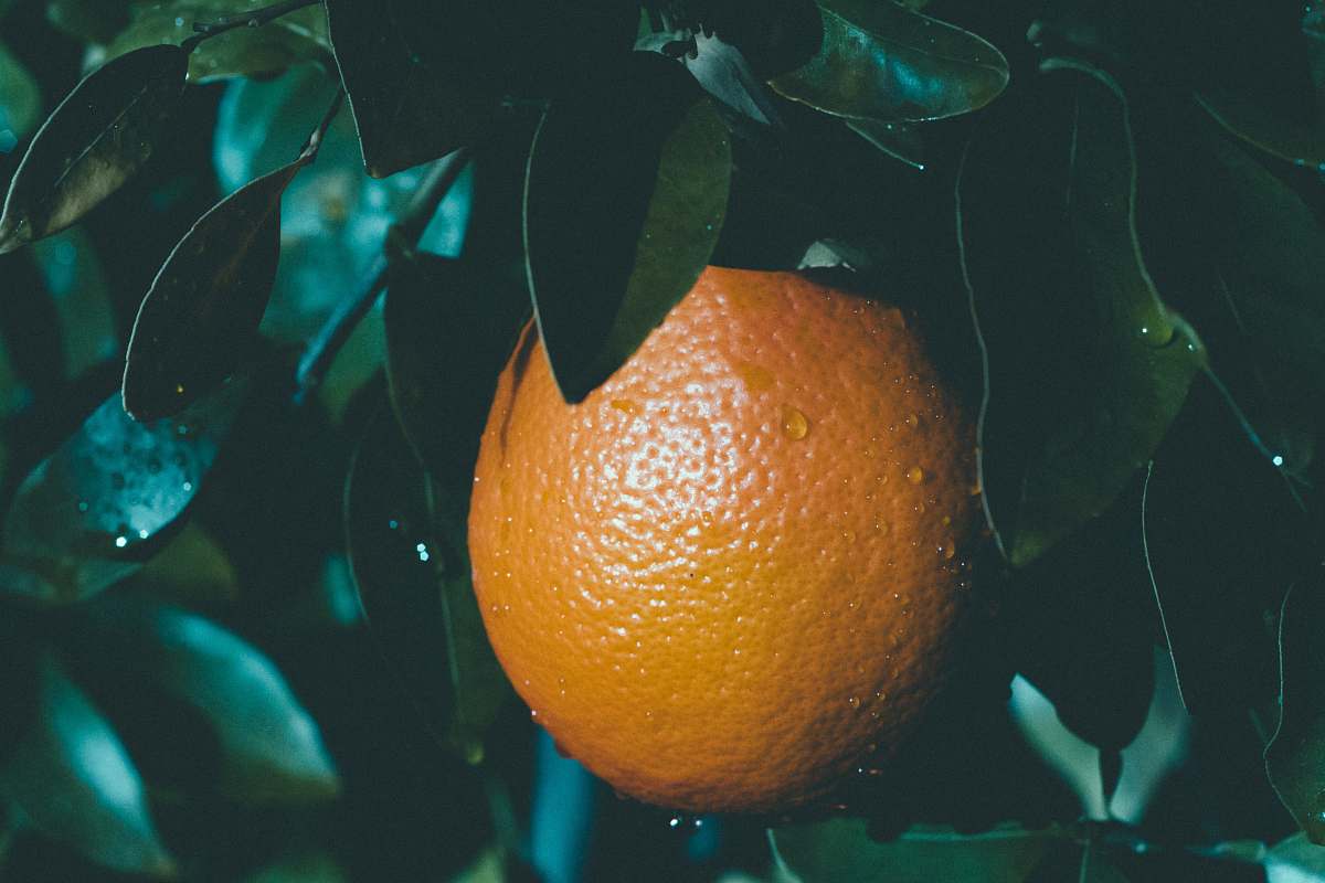 food selective focus photography of round orange fruit citrus fruit