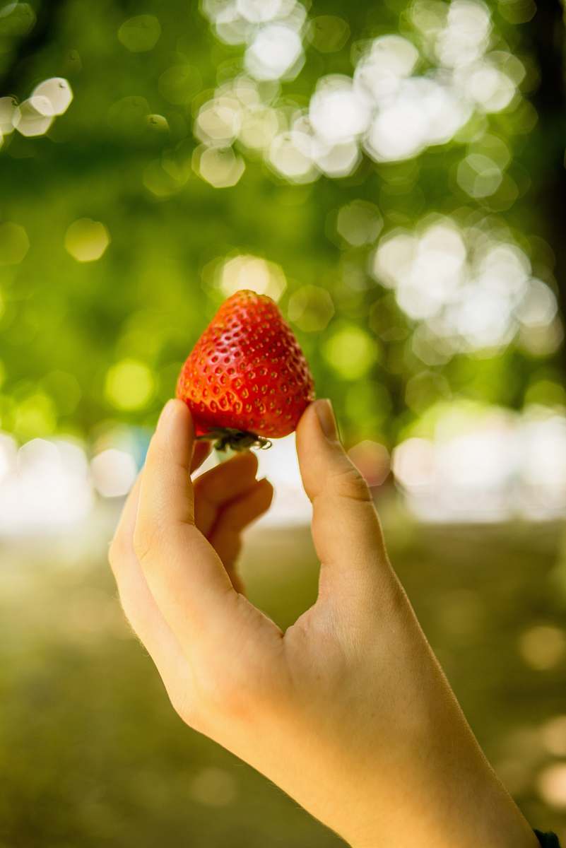 food selective focus photography of strawberry plant