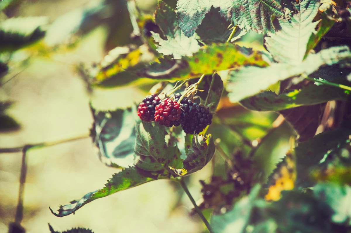 food selective photo of black and red raspberries raspberry