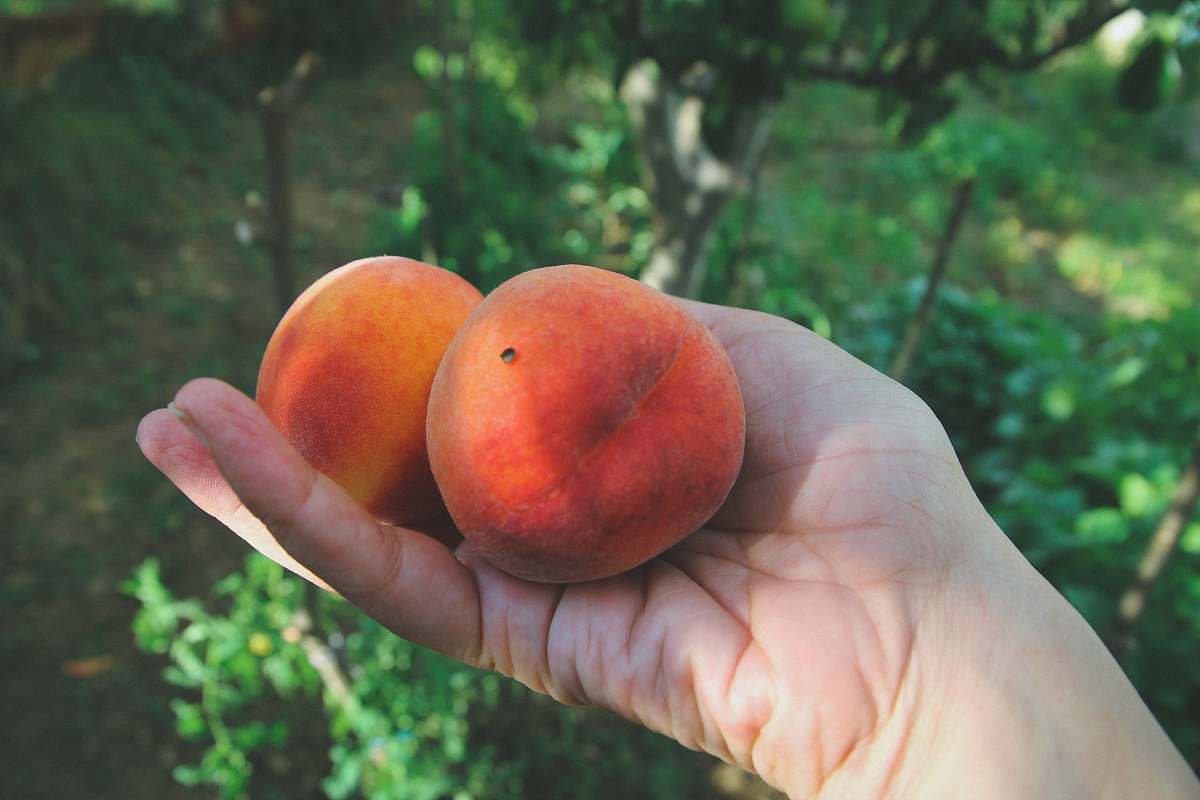 apple two fruits on palm food