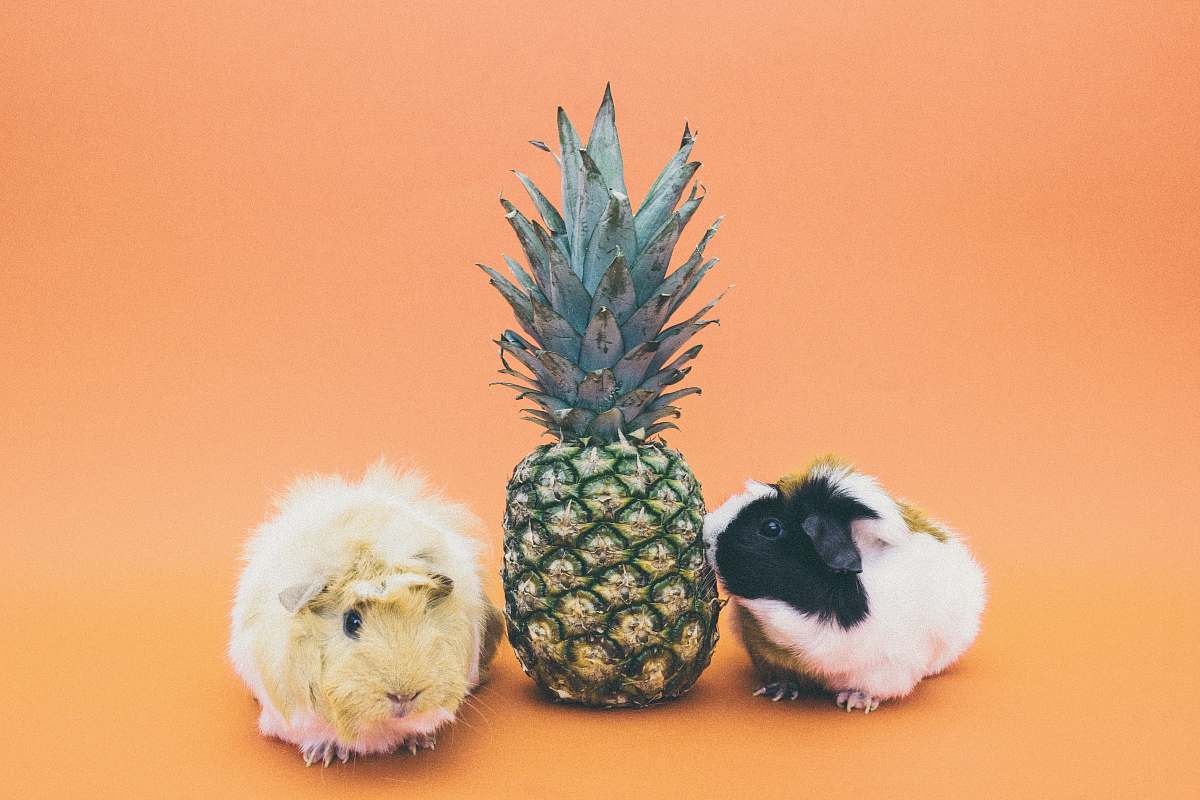animal two guinea pigs beside pineapple fruit pineapple