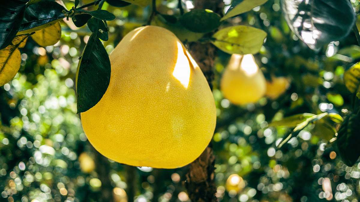 produce pear fruit citrus fruit