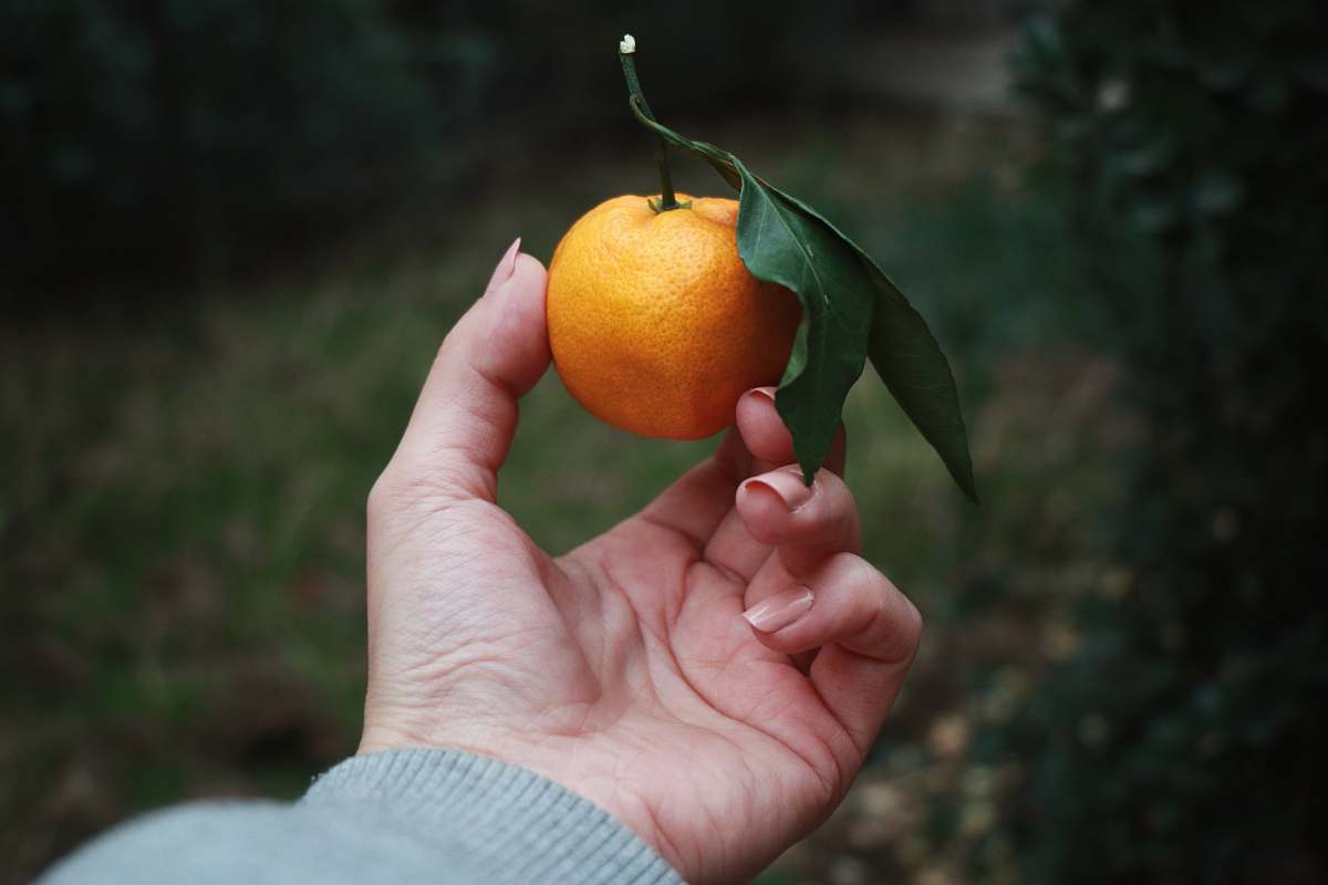 person person holding orange fruit citrus fruit