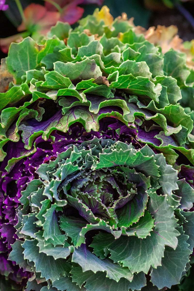 cabbage  food