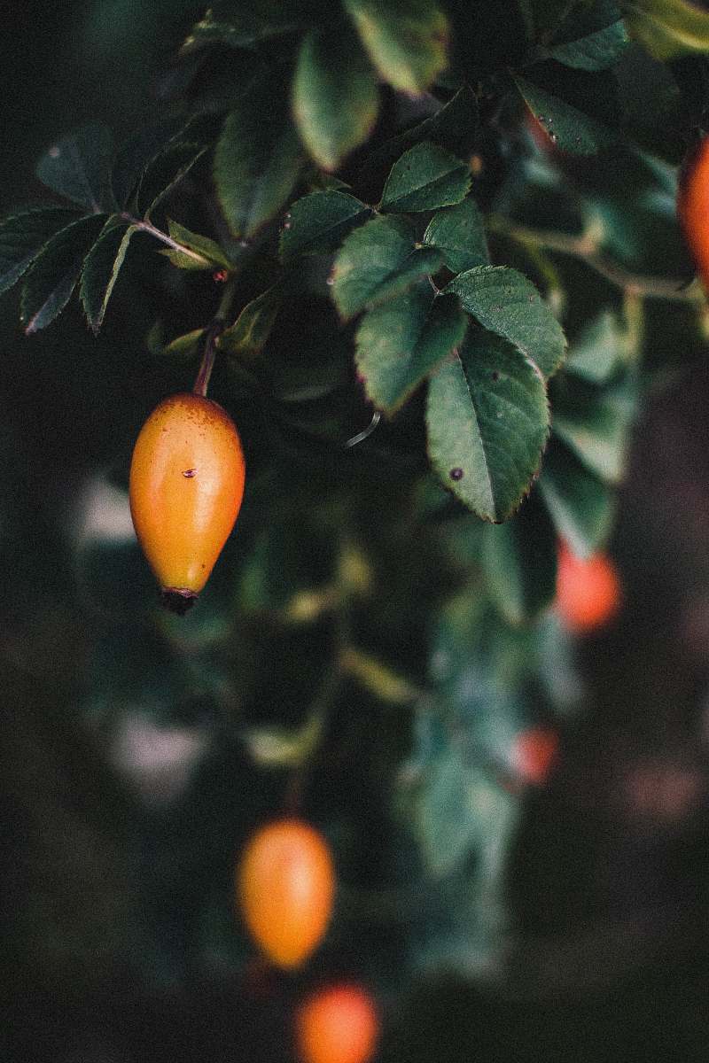 food  fruit
