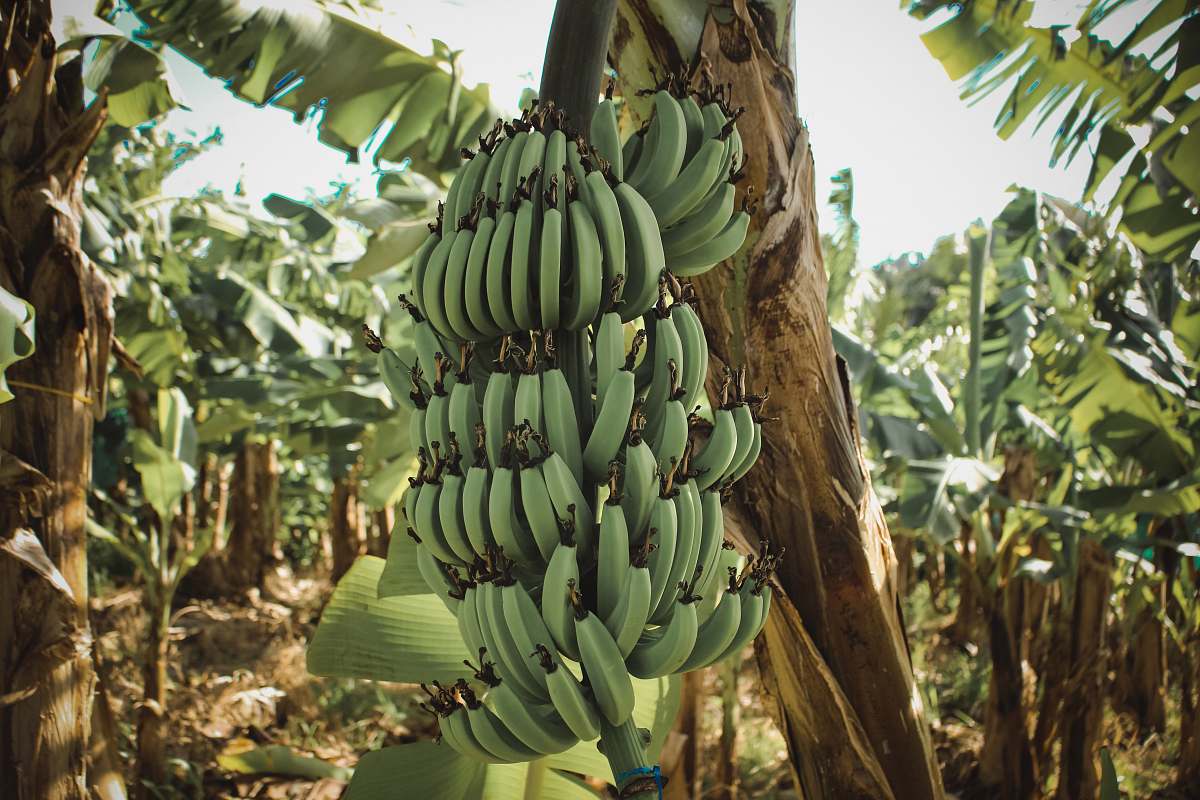 food banana plant banana