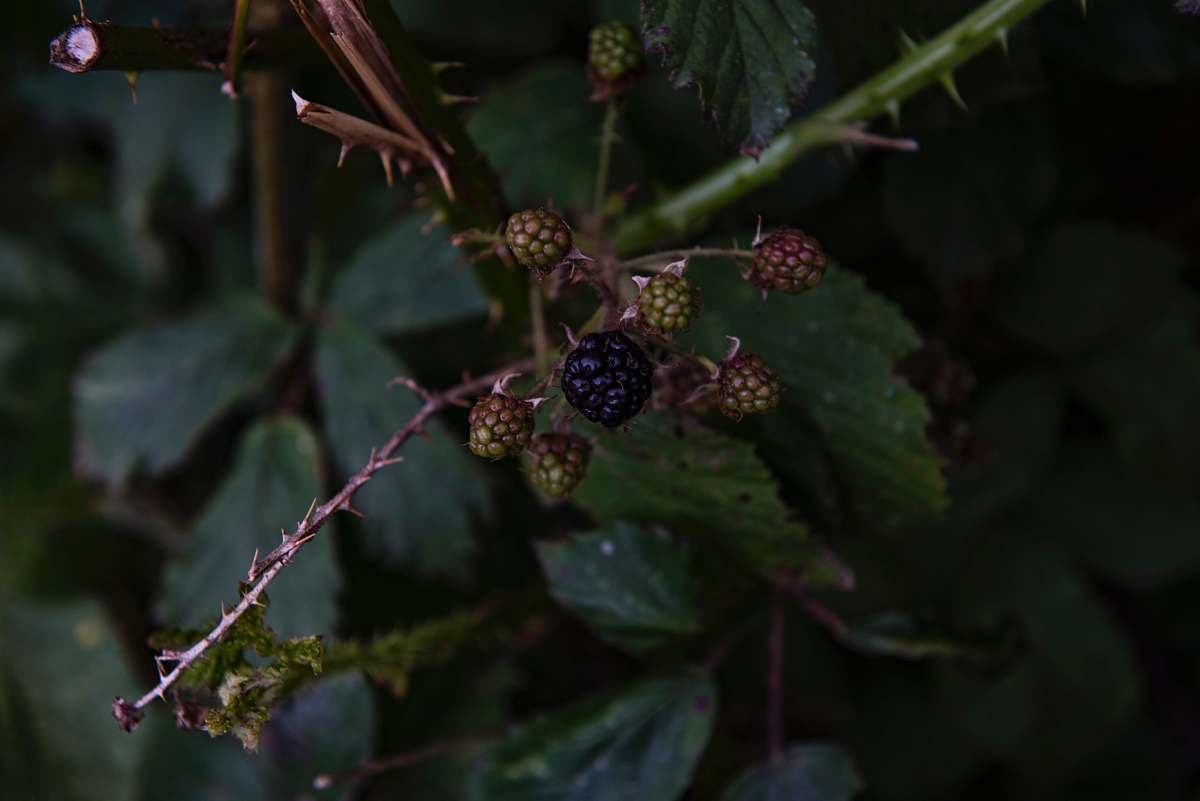 food black fruit close up photo fruit