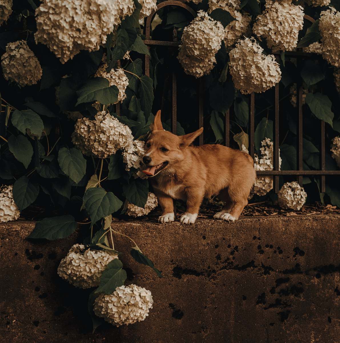 food brown corgi on concrete fence vegetable