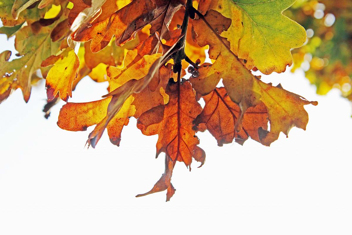 animal brown leaves leaf