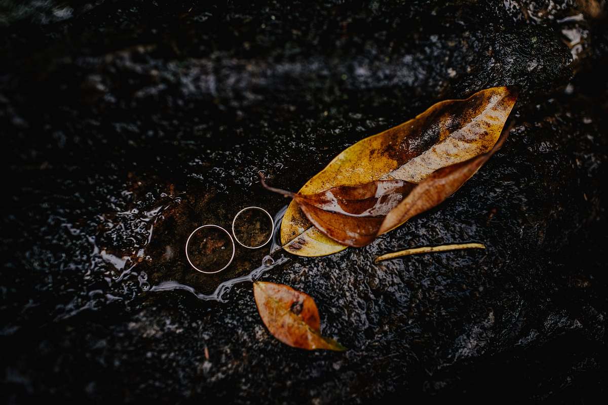 animal brown leaves on tree trunk leaf